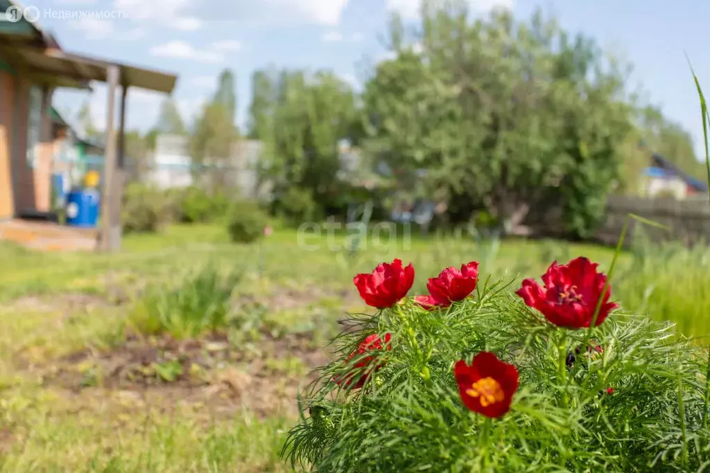 Дом в Тобольск, СНТ Биолог, Дачная улица (20 м) - Фото 1