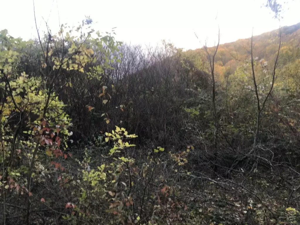 Участок в Краснодарский край, городской округ Геленджик, село ... - Фото 1