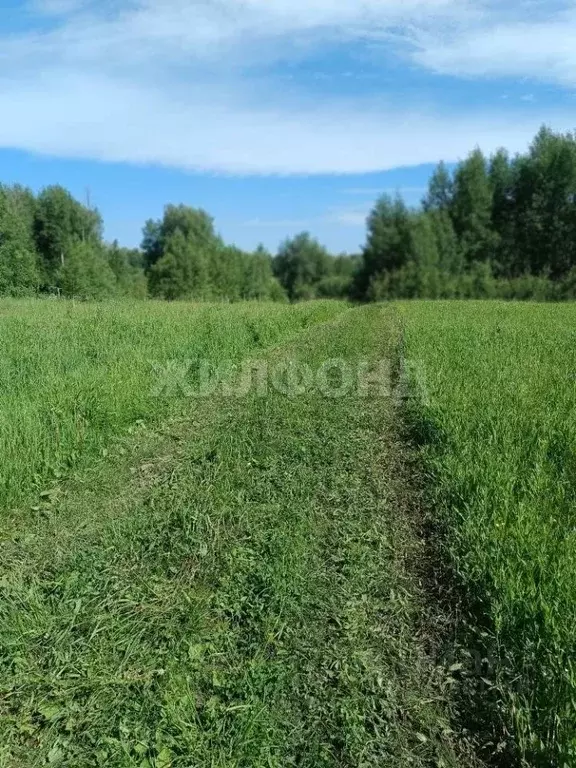 Участок в Новосибирская область, Мошковский район, Барлакский ... - Фото 2
