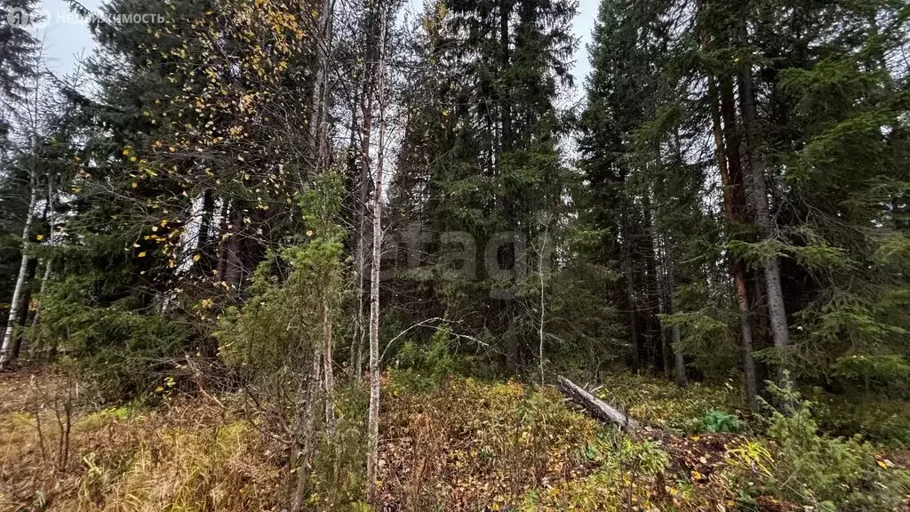 Участок в Архангельская область, Приморский муниципальный округ, ... - Фото 1