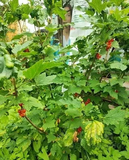 Дом в Московская область, Богородский городской округ, Заря СНТ 120 ... - Фото 0