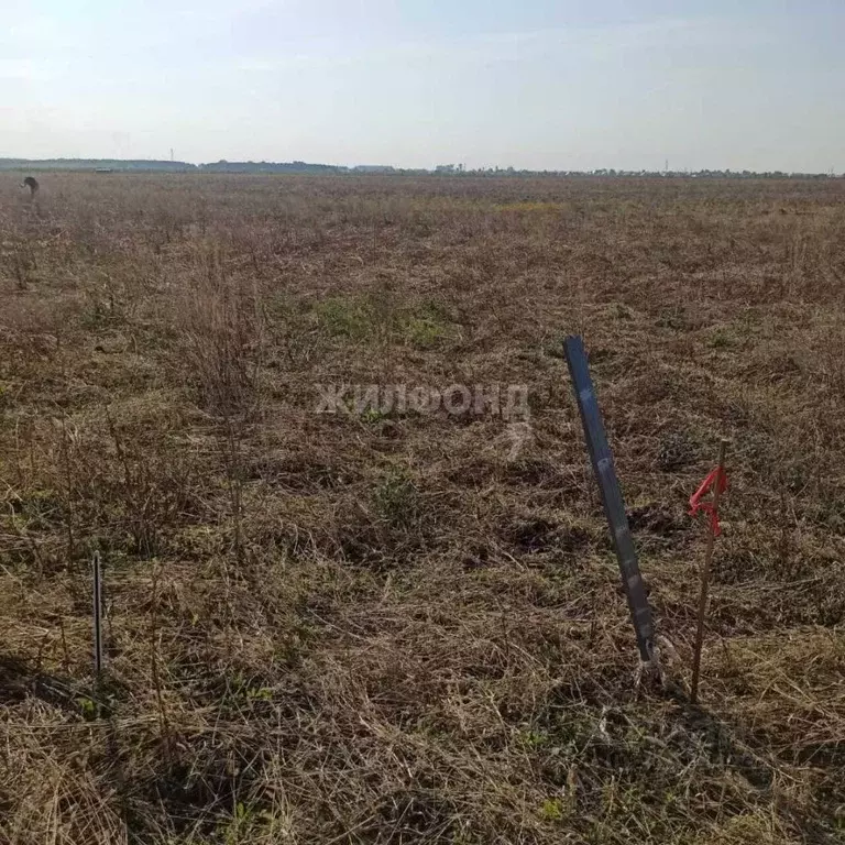 Участок в Новосибирская область, Колывань рп ул. Трактовая (10.0 сот.) - Фото 0