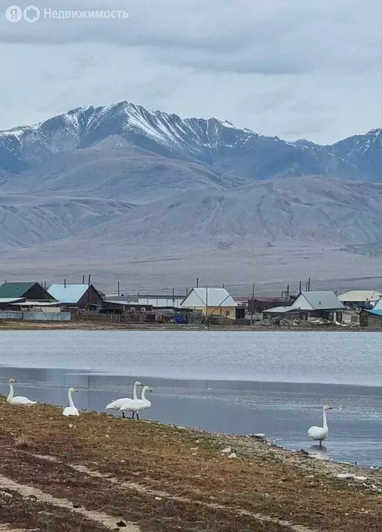 Участок в Кош-Агач, площадь Ленина (50 м) - Фото 1
