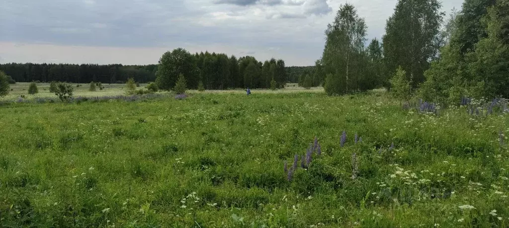 Участок в Владимирская область, Судогодский район, д. Новокарповка  ... - Фото 2