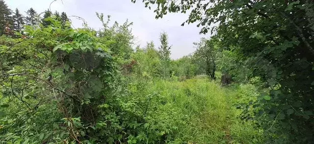 Участок 4 сот. (СНТ, ДНП) - Фото 0