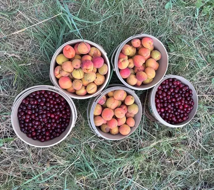 Дом в Воронежская область, Воронеж Путь Мичурина ДНТ, ул. Садовая, 13 ... - Фото 1