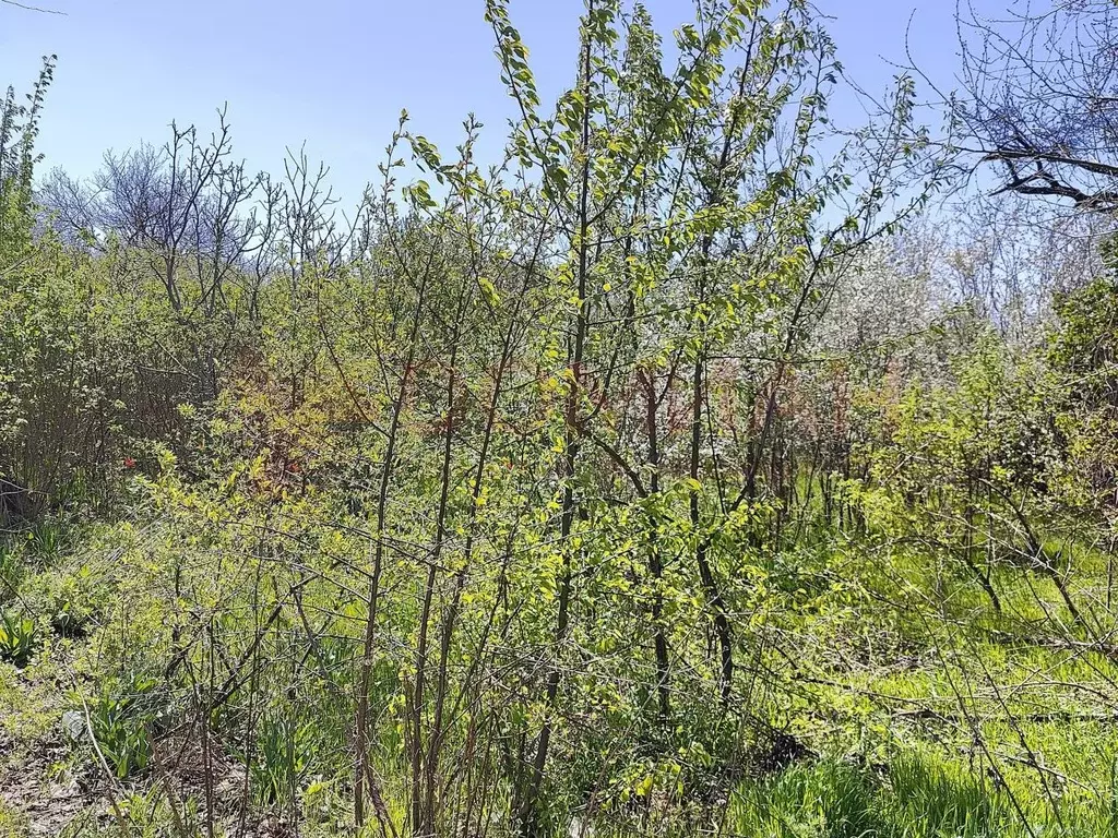 Участок в Ростовская область, Новочеркасск № 9 садовое товарищество, ... - Фото 1