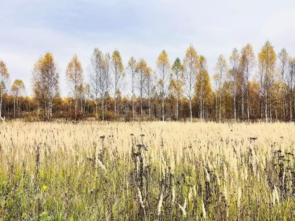 Участок в Костромская область, Костромской район, Никольское с/пос, ... - Фото 1