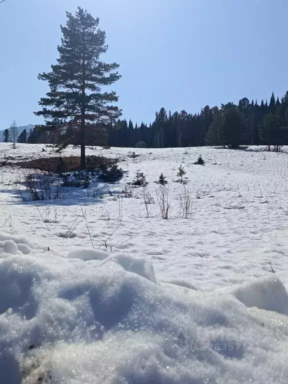 Участок в Алтай, Чойский район, Паспаульское с/пос  (24.0 сот.) - Фото 1