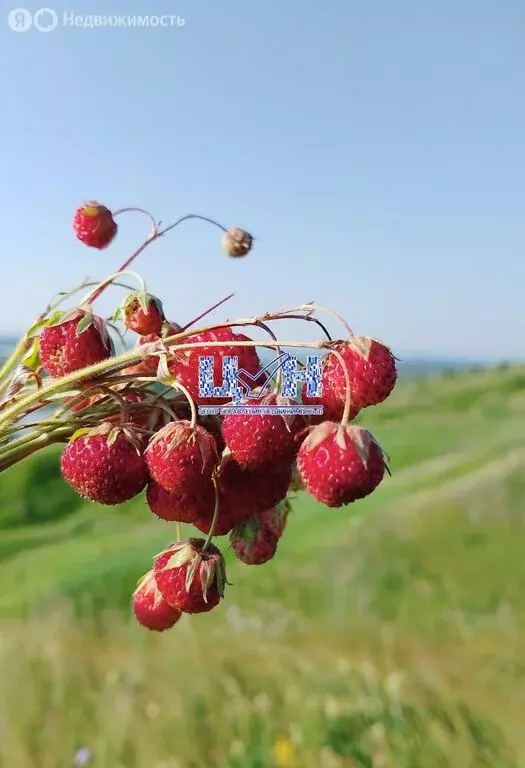 Участок в Курский район, Нижнемедведицкий сельсовет, деревня ... - Фото 1
