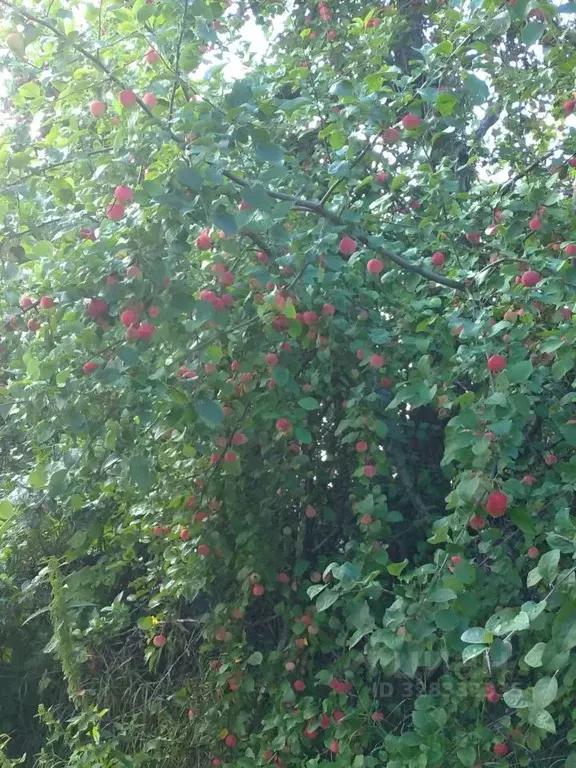 Участок в Ярославская область, Углич Часовщик-6 СНТ, 92 (4.26 сот.) - Фото 1