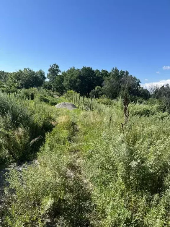 Участок в Амурская область, Благовещенский район, с. Кантон-Коммуна  ... - Фото 1