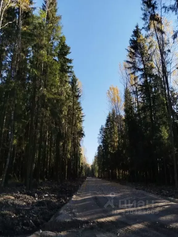 Участок в Ленинградская область, Всеволожск  (10.58 сот.) - Фото 1