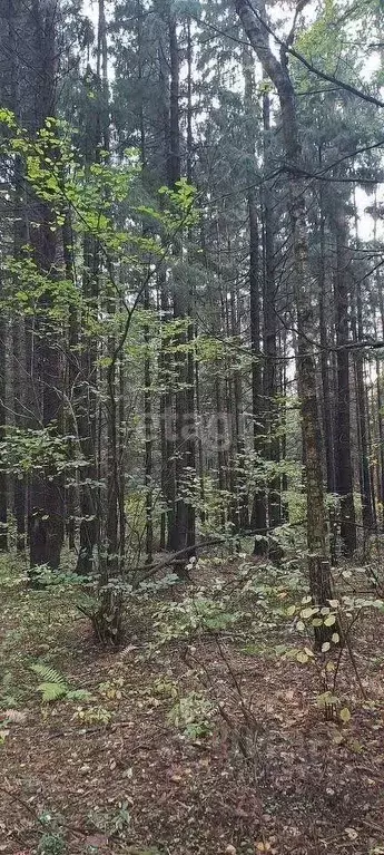 Участок в Ярославская область, Ростовский муниципальный округ, ... - Фото 1