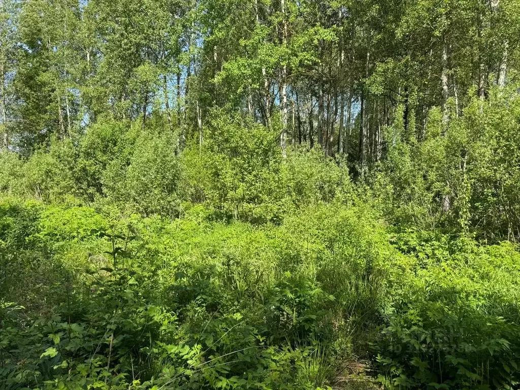 Участок в Московская область, Богородский городской округ, д. Ново  ... - Фото 0