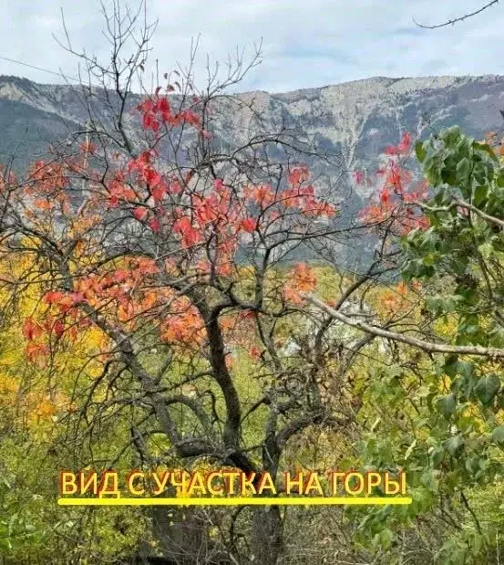 Участок в Крым, Ялта муниципальный округ, Виноградное пгт ул. ... - Фото 1