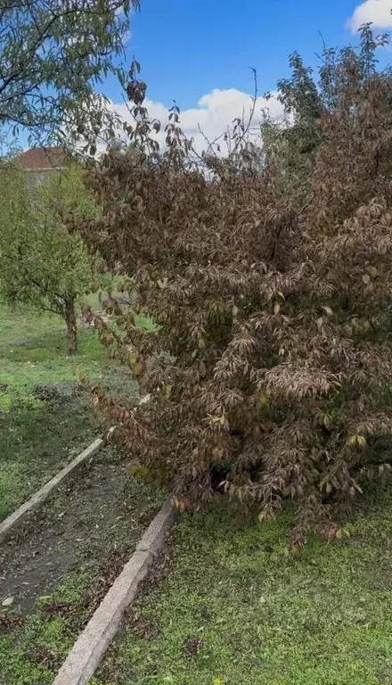 Участок в Крым, Симферопольский район, Молодежное пгт, Аграрник СНТ ... - Фото 2