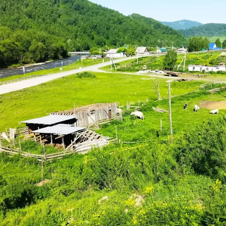 Участок в Алтайский край, Солонешенский район, с. Топольное  (21.66 ... - Фото 1