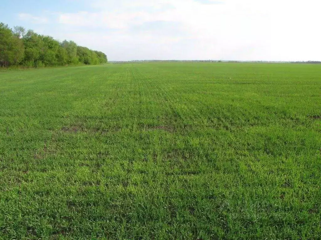 Участок в Калужская область, Медынский район, с. Кременское  (2.0 ... - Фото 1