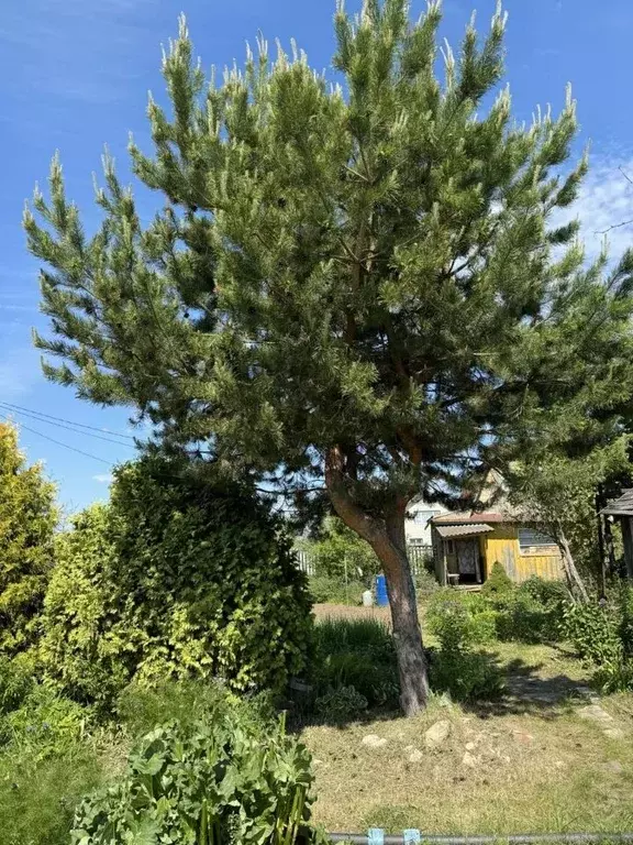 Дом в Марий Эл, Йошкар-Ола Коммунальник СНТ, 10/34 (40 м) - Фото 2