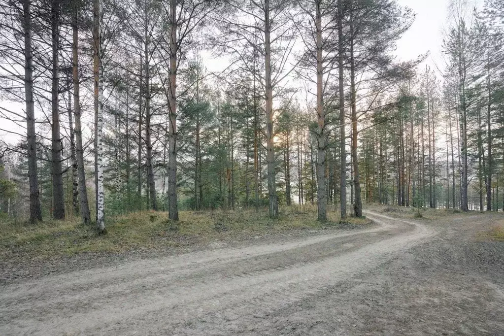 Участок в Ленинградская область, Всеволожский район, Бугровское ... - Фото 1