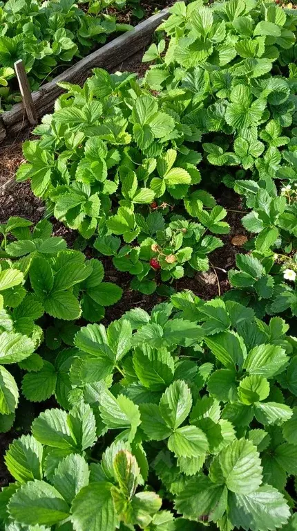 Дом в Курганская область, Курган Березовая Роща ТСН,  (35 м) - Фото 2