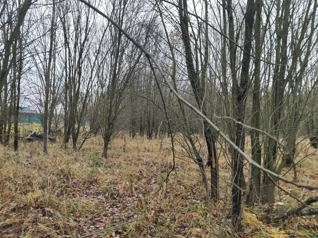 Участок в Московская область, Раменский муниципальный округ, д. ... - Фото 1