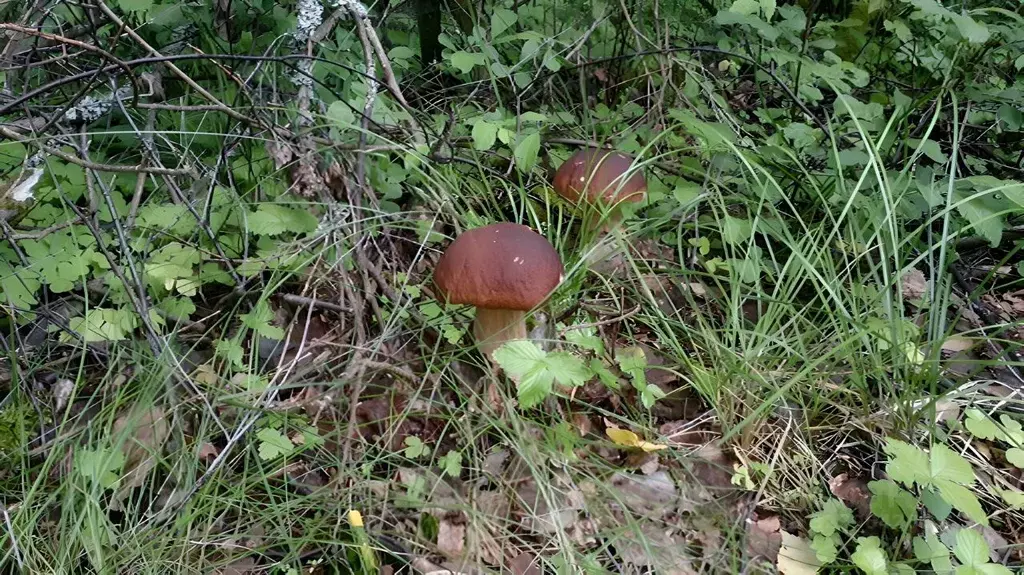 Участок в Московская область, Мытищи городской округ, д. Голенищево ... - Фото 2