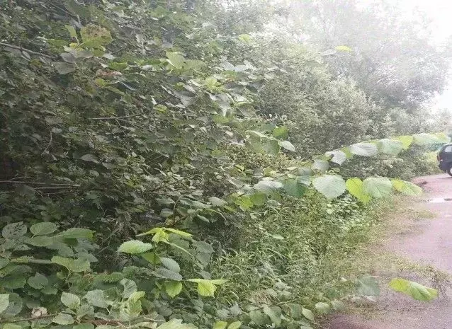 Участок в Московская область, Дмитровский муниципальный округ, д. ... - Фото 2