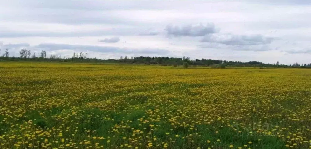 Участок в Астраханская область, Икрянинский район, с. Бахтемир ... - Фото 1