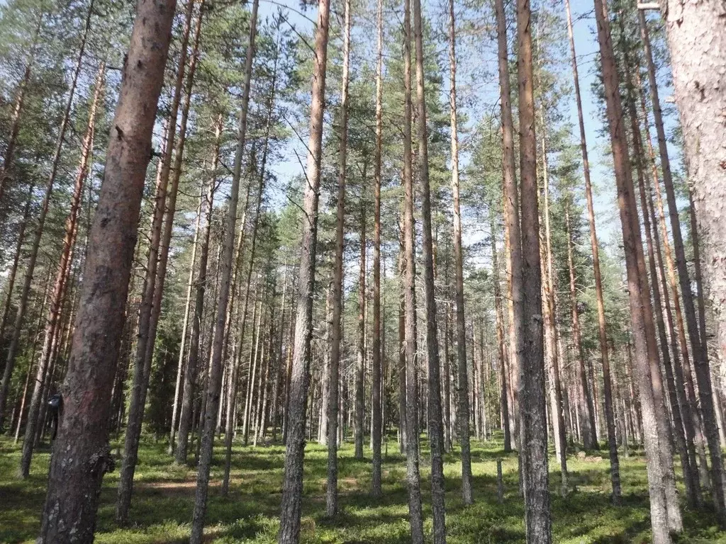 Участок в Карелия, Питкяранта пер. Березовый, 23 (15.0 сот.) - Фото 1