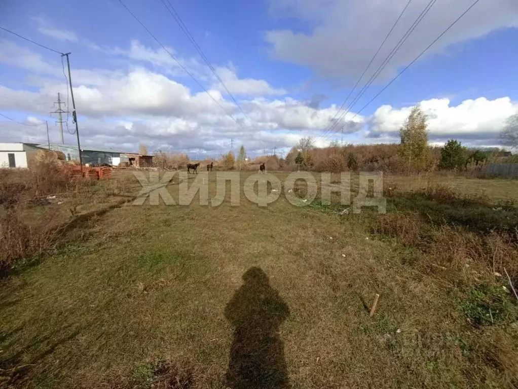 Участок в Новосибирская область, Колывань рп ул. Соловьева (11.67 ... - Фото 2