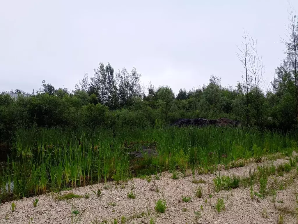 Участок в Московская область, Куровское Орехово-Зуевский городской ... - Фото 0