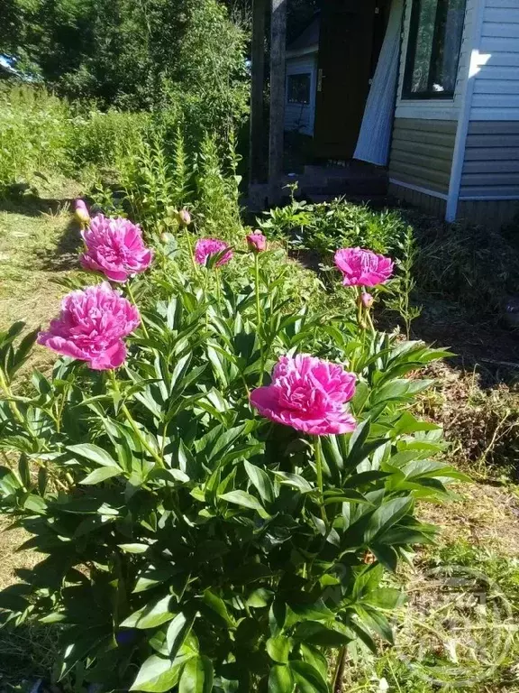 Дом в Ленинградская область, Кингисеппский район, Котельское с/пос, д. ... - Фото 2