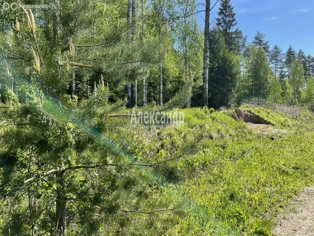 Участок в Мгинское городское поселение, деревня Петрово, Речная улица, ... - Фото 0