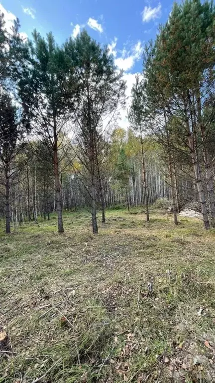 Участок в Новосибирская область, Новосибирский район, Кубовинский ... - Фото 1