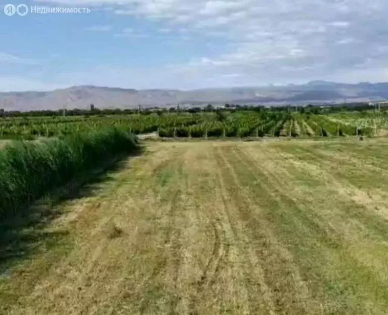 Участок в село Левокумка, садоводческое некоммерческое товарищество ... - Фото 1