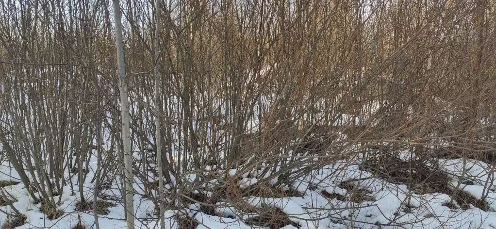 Участок в Московская область, Талдомский городской округ, Запрудня рп ... - Фото 1