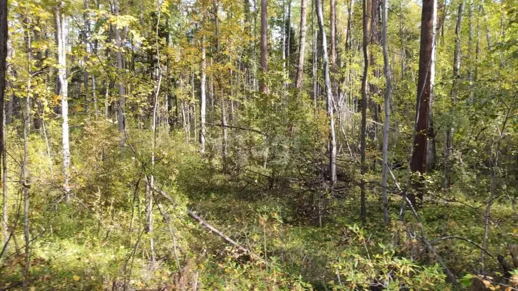 Участок в Бурятия, Баргузинский район, с. Максимиха  (115.9 сот.) - Фото 1
