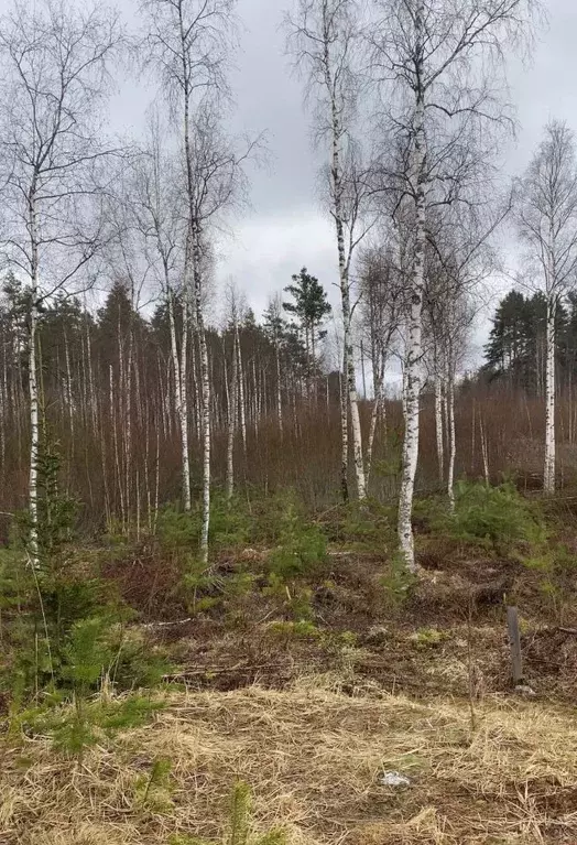 Участок в Ленинградская область, Приозерский район, Раздольевское ... - Фото 1