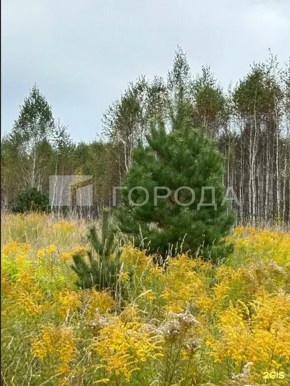 Участок в Алтайский край, Первомайский район, с. Логовское ул. Победы ... - Фото 1