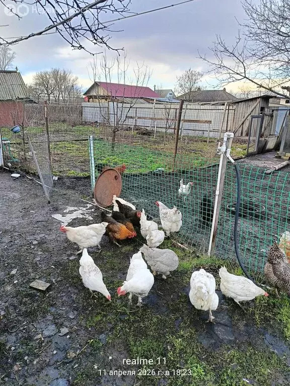 Дом в Балашовский район, село Большой Мелик (63 м) - Фото 1