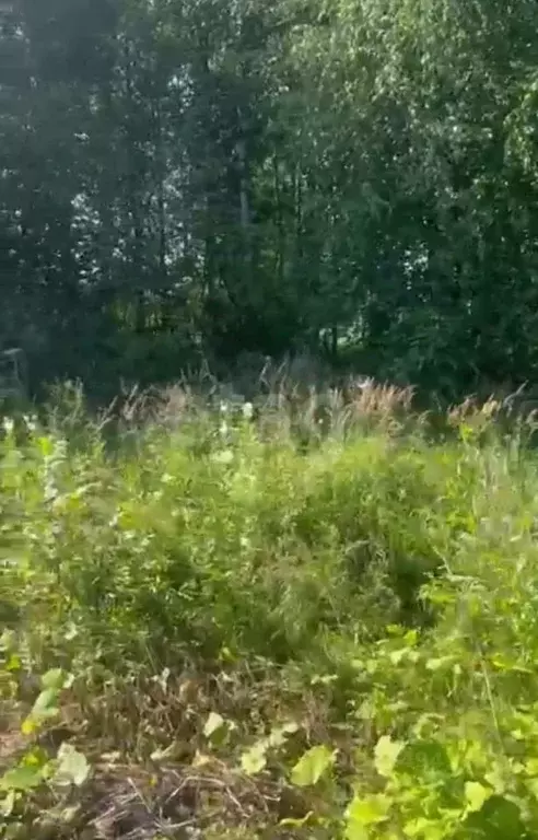 Участок в Вологодская область, Вологда Чайка садоводческое ... - Фото 1