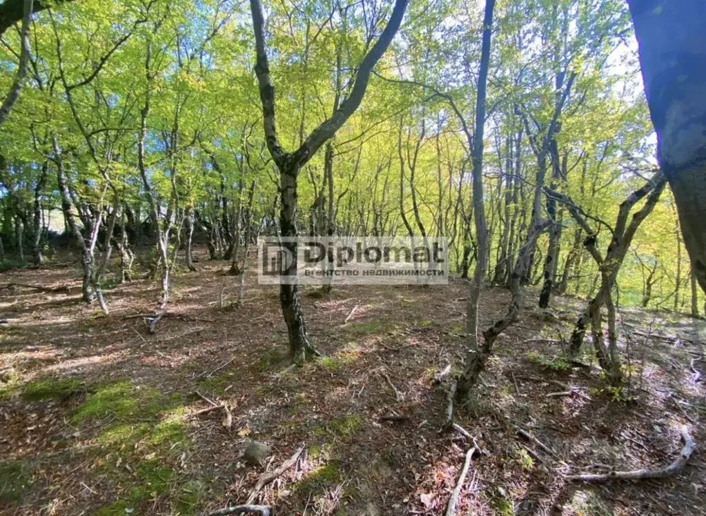 Участок в Крым, Ялта муниципальный округ, Виноградное пгт  (20.0 сот.) - Фото 2