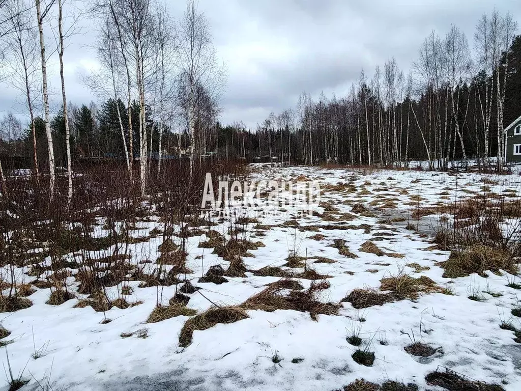 Участок в Ленинградская область, Приозерский район, Ларионовское ... - Фото 1