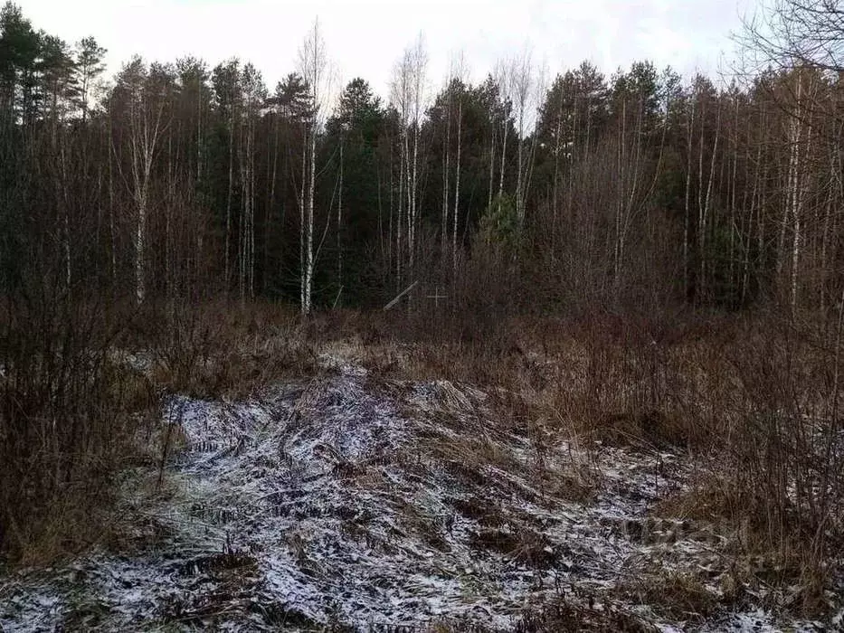 Участок в Новгородская область, Маловишерский район, Бургинское с/пос, ... - Фото 1