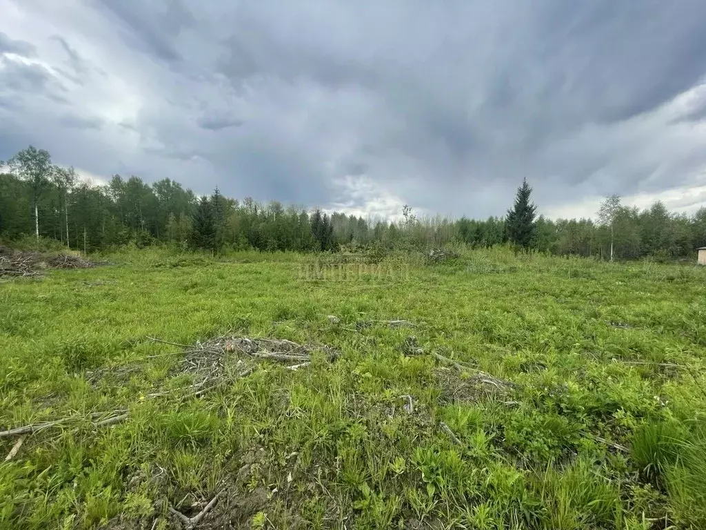 Участок в Марий Эл, Медведевский район, Куярское с/пос, пос. Лесной, ... - Фото 1