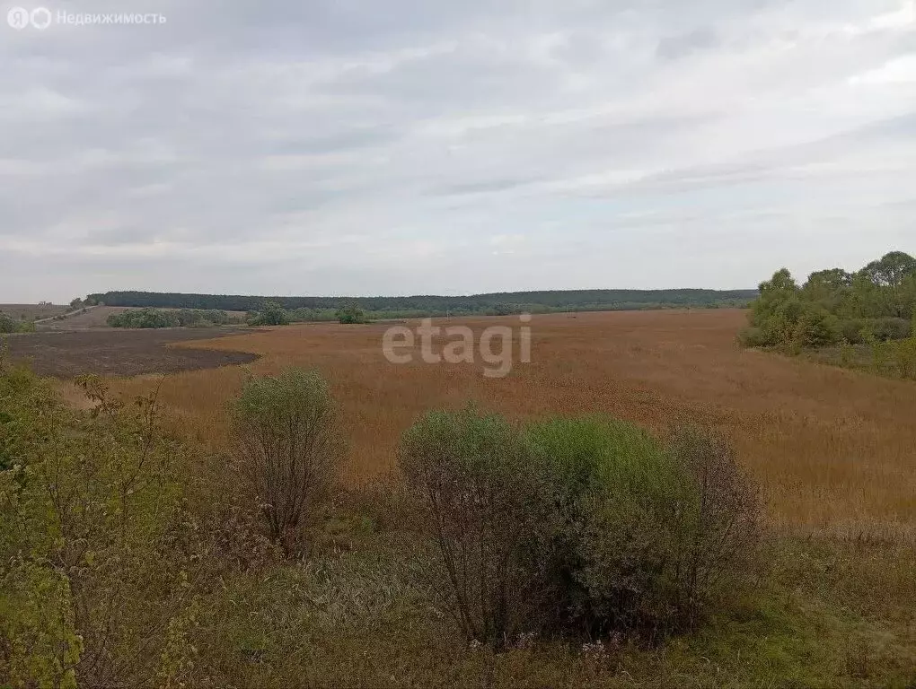 Участок в Воронежская область, село Новая Усмань (500 м) - Фото 1