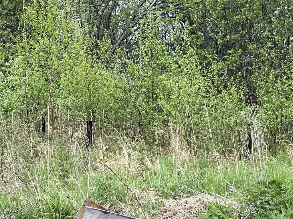 Участок в Свердловская область, Екатеринбург тракт Чусовской (8.5 ... - Фото 1