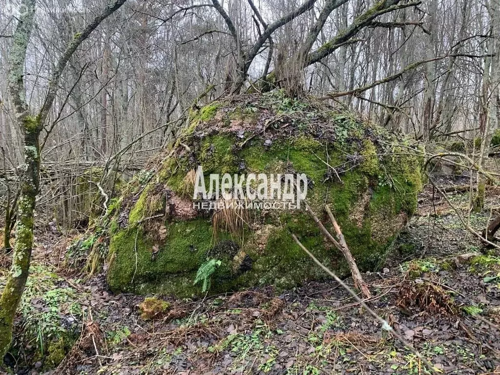 Участок в Плодовское сельское поселение (200 м) - Фото 2